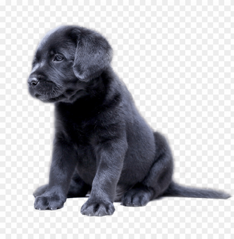 labrador lovers - black labrador puppy Clear background PNG images comprehensive package