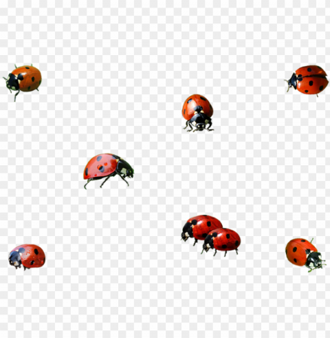 ladybug insect background image - ladybird Transparent PNG Isolated Graphic Design