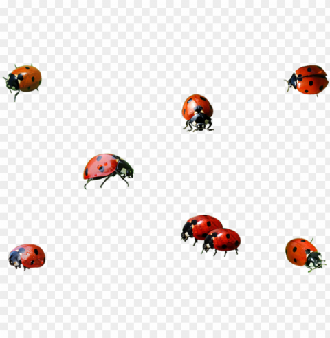 Ladybug Insect Background Image - Ladybird Transparent PNG Isolated Graphic Design