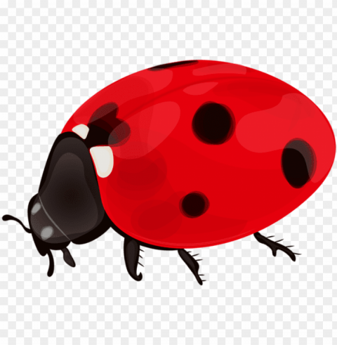 ladybug clip art - ladybug Isolated Object on Clear Background PNG