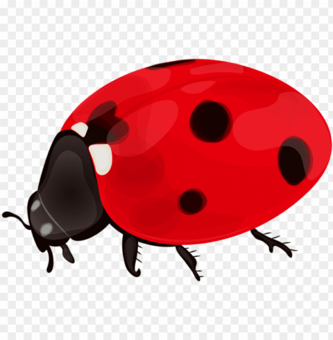 Ladybug Clip Art - Ladybug Isolated Object On Clear Background PNG