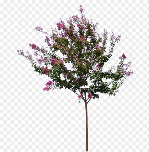 lagerstroemia indica - lagerstroemia PNG art