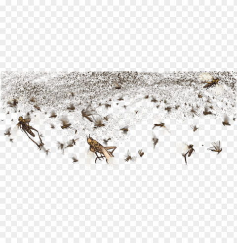 Lagueday - Locust Swarm PNG Files With Transparent Canvas Collection