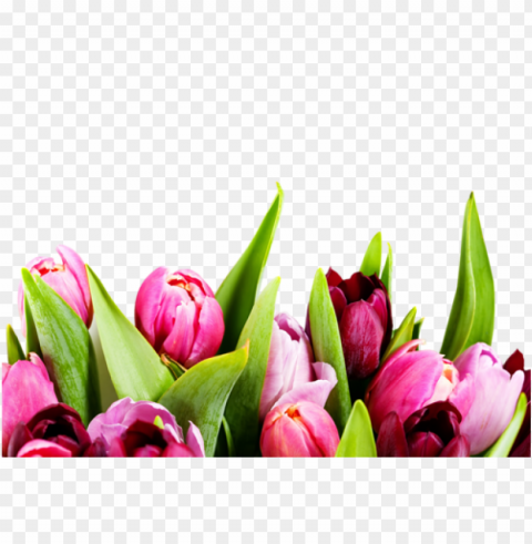 Lale Resimleri Tulip Pictures - Mothers Day Email Template PNG Graphics For Presentations