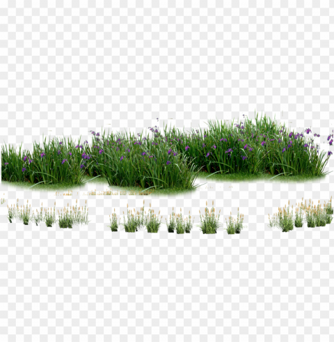 landscaping computer file plants - plants flowers Clear Background PNG Isolated Illustration