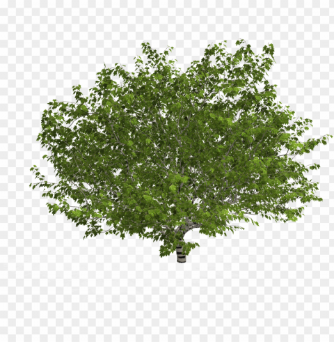 lane - arbol en planta PNG Image with Clear Background Isolated