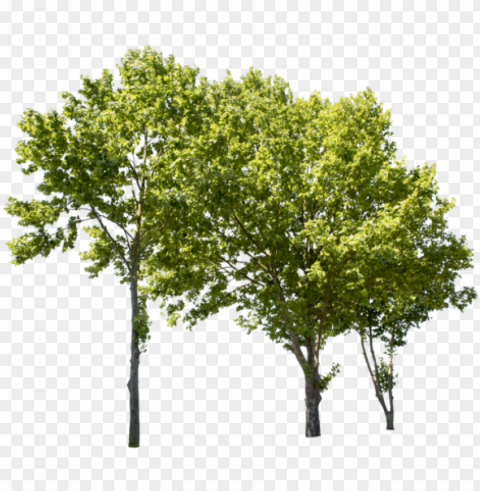 lane tree group ii - group of trees HighQuality PNG Isolated on Transparent Background
