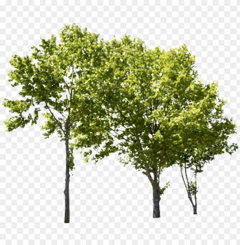 lane tree group ii - tree groups Clear Background PNG Isolated Design