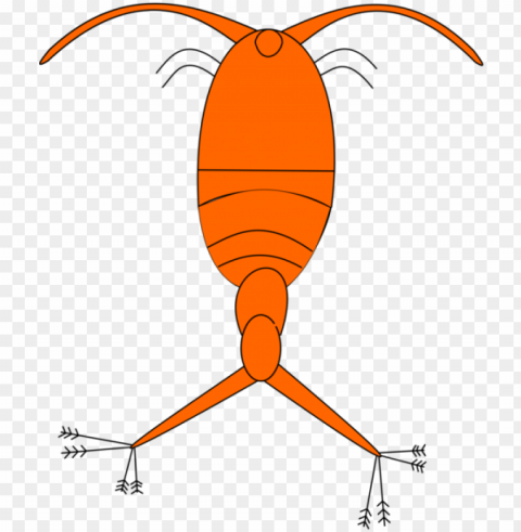 lankton and karen zooplankton phytoplankton copepod - phytoplankton clipart PNG images transparent pack PNG transparent with Clear Background ID cda9baac