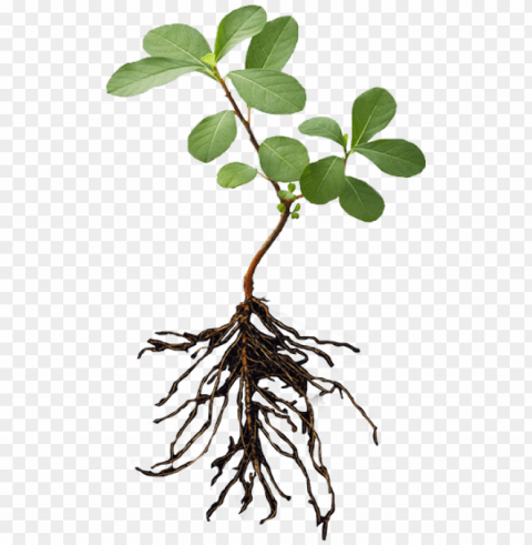 lant with roots - plant and root Isolated PNG on Transparent Background