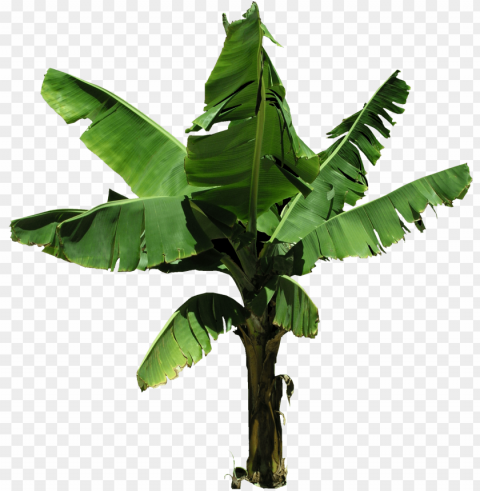 lantain banana tree PNG transparent elements package