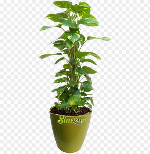 lants - money plant for office PNG transparent elements compilation PNG transparent with Clear Background ID a4a51bc5