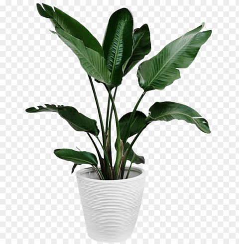 lants plant leaf arecaceae palm branch green - green plant Clear Background PNG with Isolation