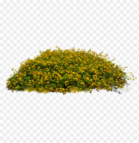 lants image - plants Isolated Design Element in Transparent PNG