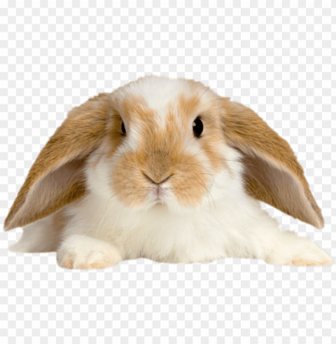 lapin High-resolution transparent PNG images set