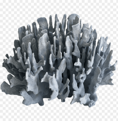 large blue coral specimen on chairish Transparent Background Isolation in HighQuality PNG