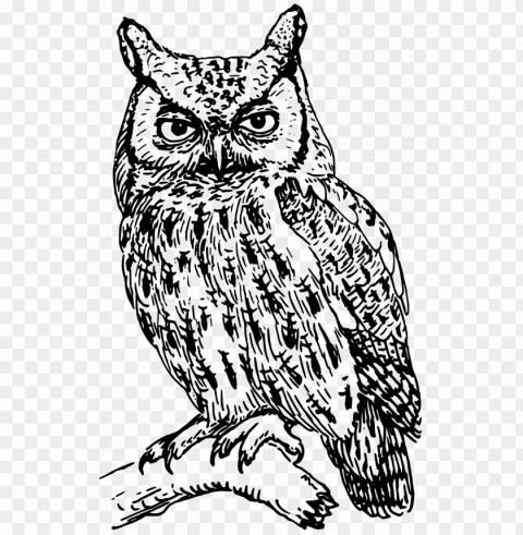 large size of how to draw a realistic owl step by for - owl clipart black and white Transparent PNG graphics assortment
