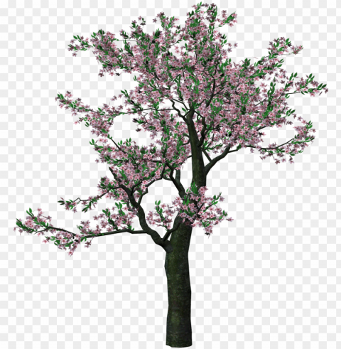 large spring tree clipart - spring trees PNG Object Isolated with Transparency