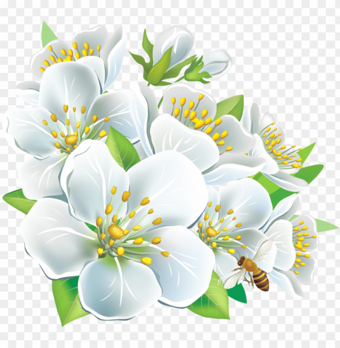 large white flowers clipart PNG file without watermark