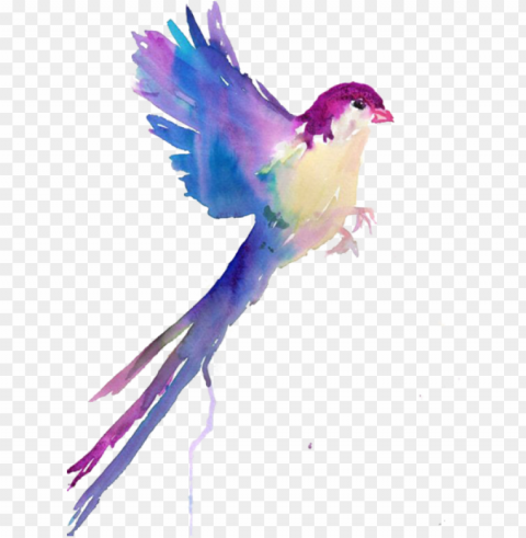 largest collection of free to edit colorful colors - bird drawings in water color PNG with no cost