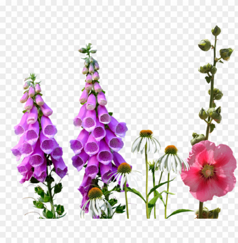 larkspur wildflowers meadow - flower Transparent Cutout PNG Isolated Element