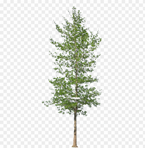 latanus acerifolius - london plane tree PNG with no background free download