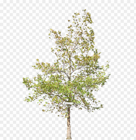 latanus acerifolius - plane trees PNG transparent images for social media PNG transparent with Clear Background ID 9e8e1ae1