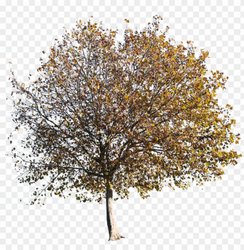 latanus occidentalis autumn - cutout autumn tree PNG Image with Clear Background Isolation