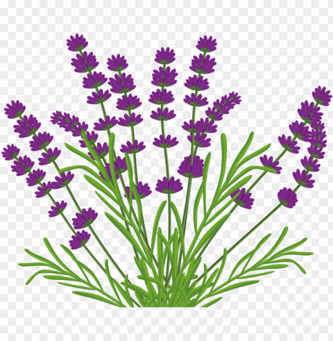 lavender bush by kibblywibbly on deviantart - vector lavender bush PNG transparent pictures for projects