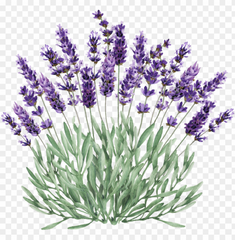 lavender bush clip stock - lavender plant clipart High-resolution PNG images with transparency