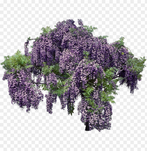 lavender background - wisteria background PNG images with transparent elements pack