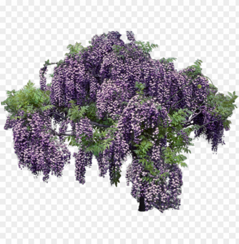 lavender background - wisteria background PNG images with transparent elements pack PNG transparent with Clear Background ID f2170f21