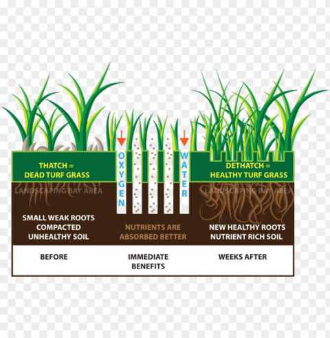 lawn aeration & sprinkler startup experts in aurora - lawn aeration benefits Isolated Graphic in Transparent PNG Format