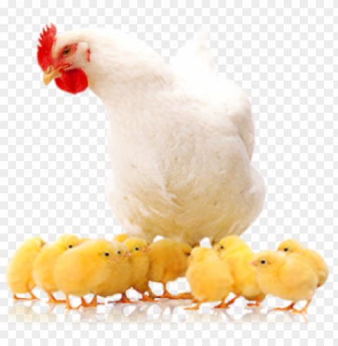 layer hen rearing - poultry Clear image PNG