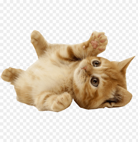 laying background - cute cat HighQuality PNG with Transparent Isolation