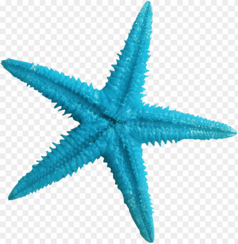ldw underpalmtree seastar-blue - background starfish PNG images with transparent space
