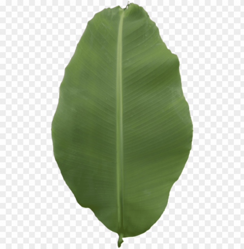 Leaf Banana - Ensete PNG With Isolated Object