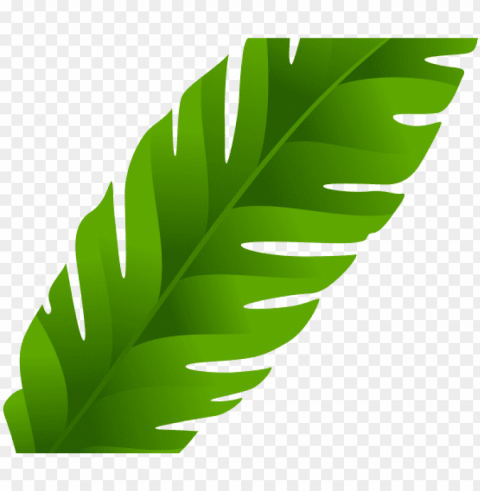 leaf clipart coconut tree - banana leaves clip art Isolated Element in HighResolution Transparent PNG