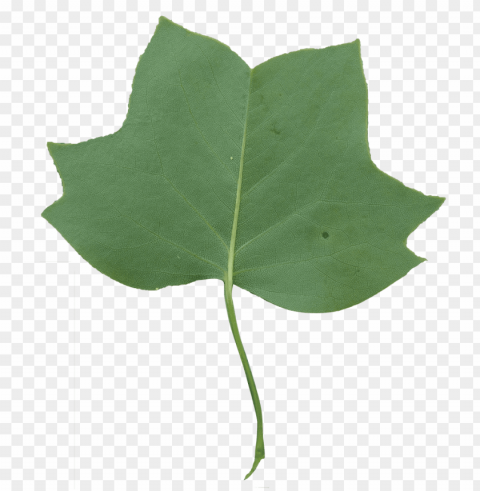 leaf clipart tulip tree - tulip tree transparent background PNG graphics for presentations