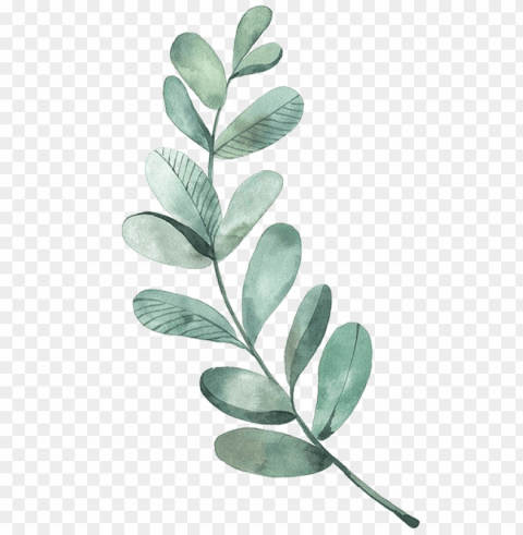 leaf drawing watercolor painting illustration - watercolor eucalyptus leaves PNG images with cutout