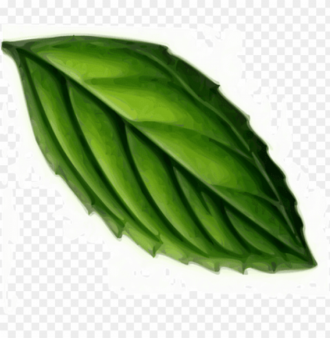 leaf mint plant green tea mint mint mint m - mint leaf clip art Transparent PNG illustrations