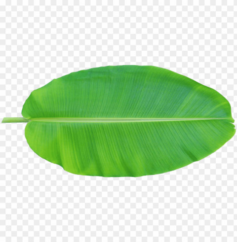 leaf musa basjoo xd - banana leaf clipart HighQuality Transparent PNG Isolated Graphic Design