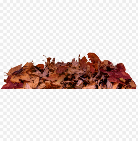 leaf on ground PNG with clear background set