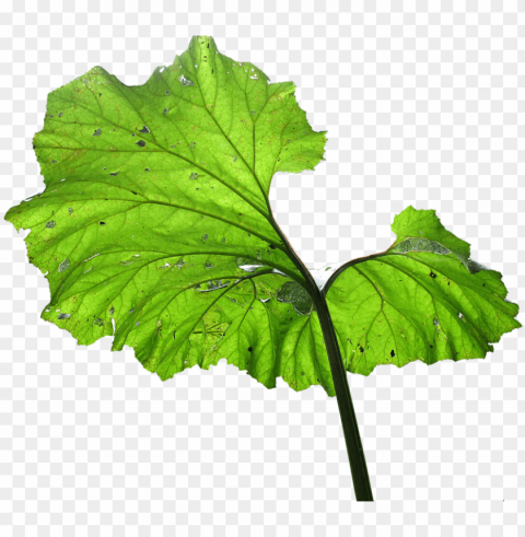 leaf plant backlighting big leaf - drawi PNG pictures with alpha transparency