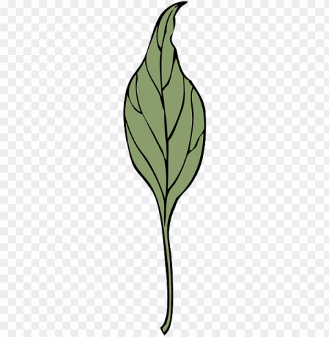 leaf plant vine ivy vegetation herb drugs - leaf PNG pictures with alpha transparency