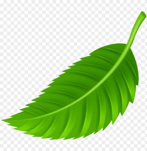 Leaf Clip Art Clear PNG Photos