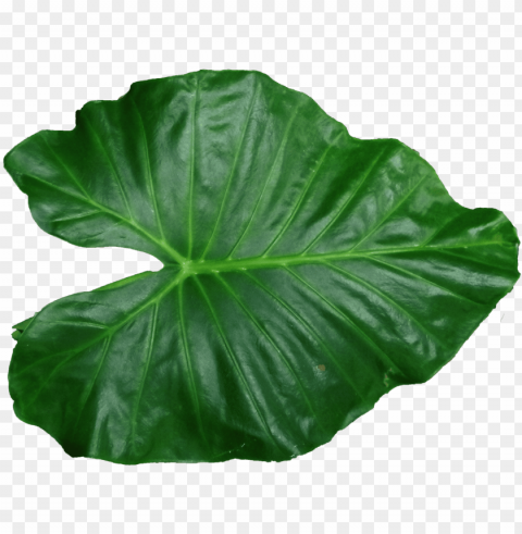 leaf pic - leaf Transparent PNG Isolated Subject