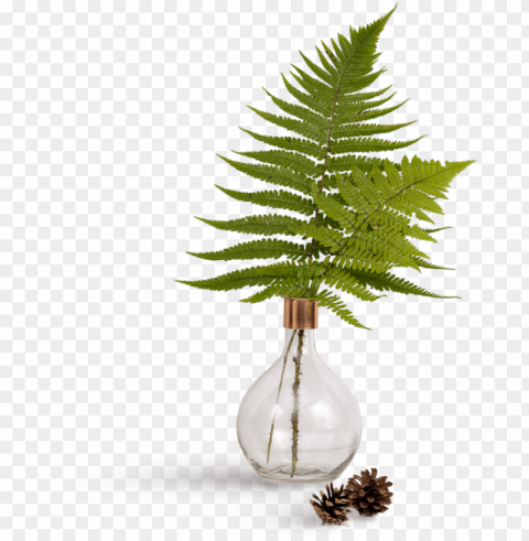 leaf - vase PNG transparent backgrounds