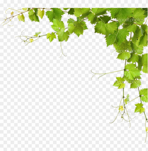 leaf vine download - grapes leaves Clear Background Isolated PNG Illustration