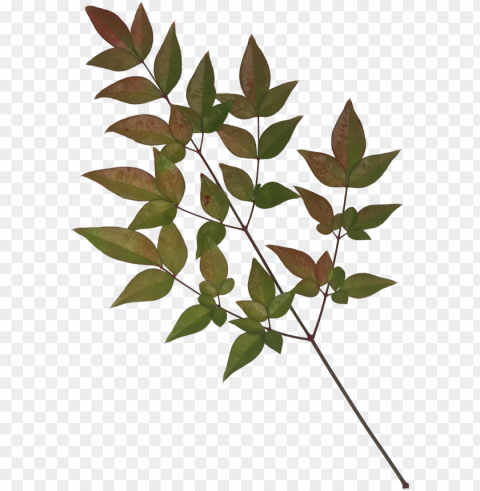 leaves-1 - portable network graphics HighQuality Transparent PNG Isolation